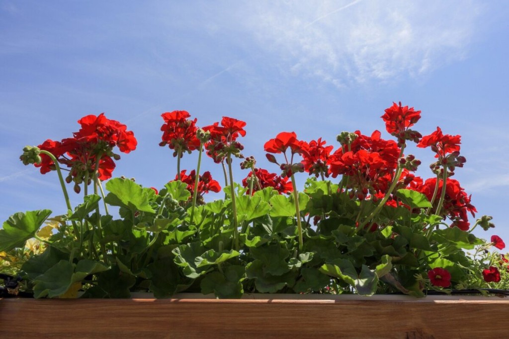 Idei pentru a transforma balconul intr-o livada frumoasa 7