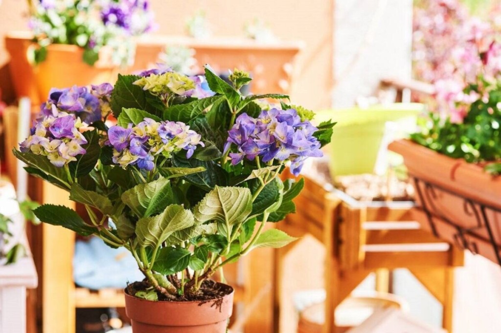 Idei pentru a transforma balconul intr-o livada frumoasa 8