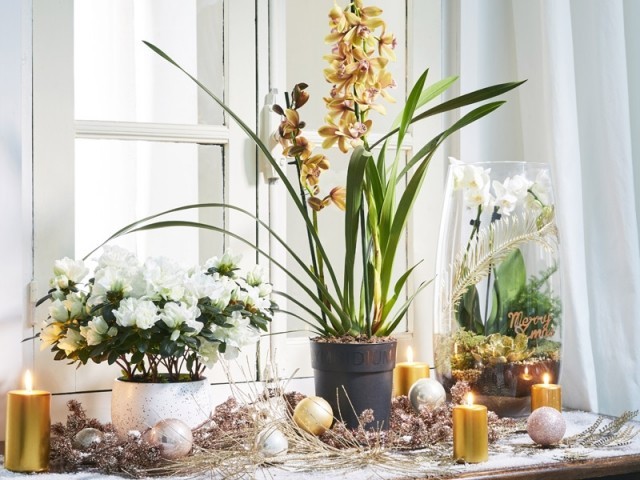 Decoreaza-ti plantele verzi