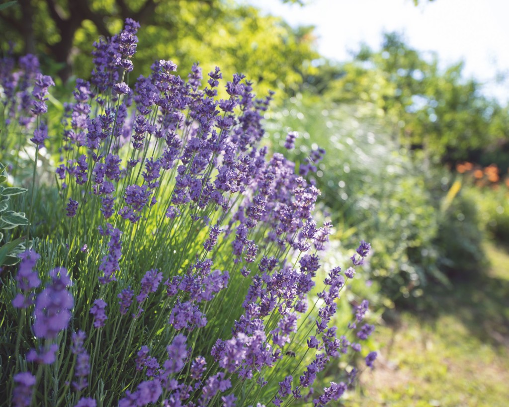 lavanda „Hidcote”