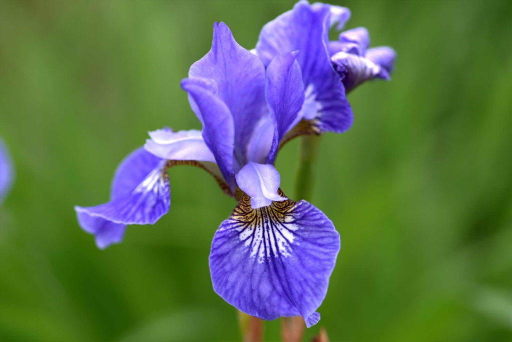 Gradina cu plante de iris de lunca