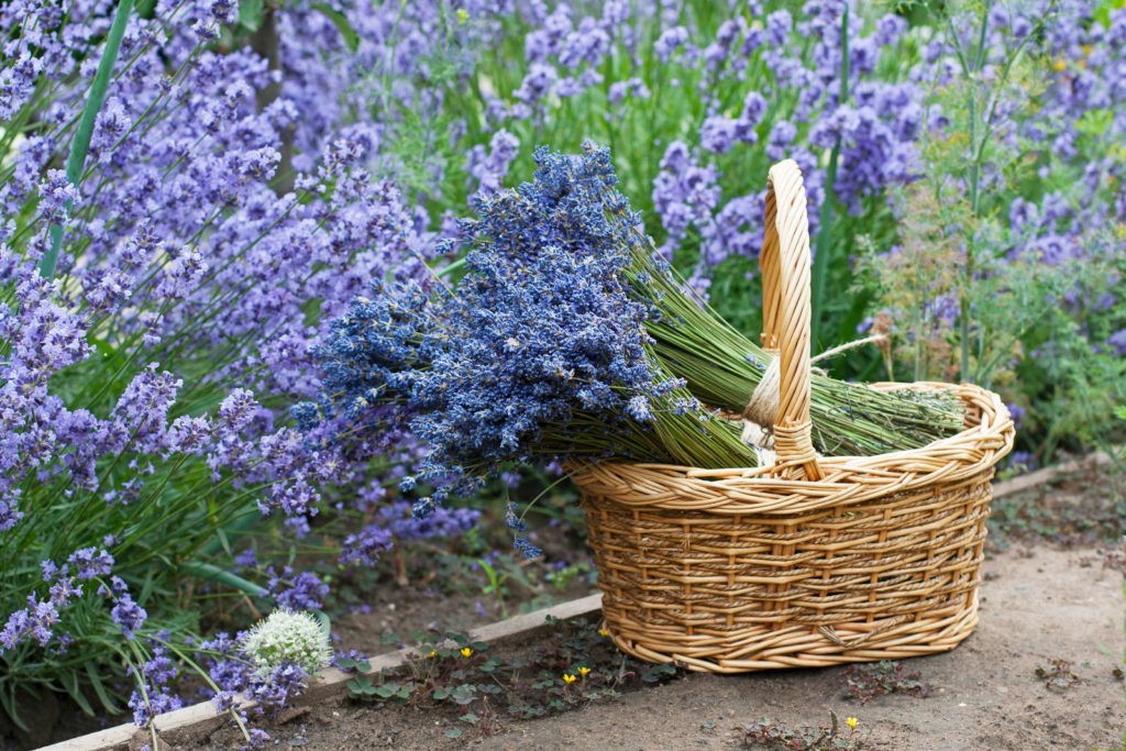 Lavanda in cos in gradina