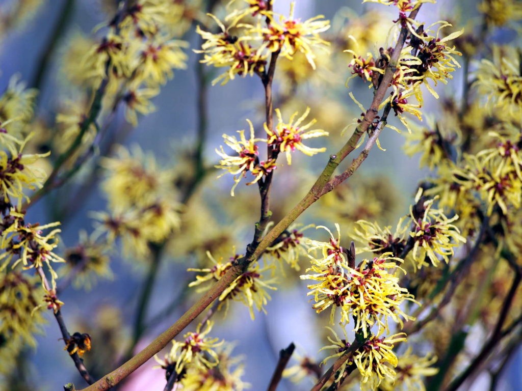 gradina de hamamelis