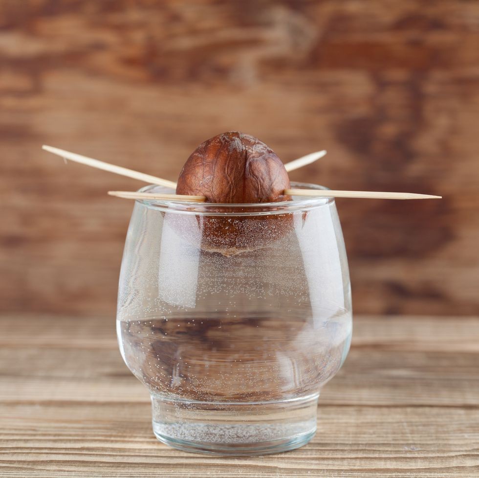 germinarea avocado partea 1