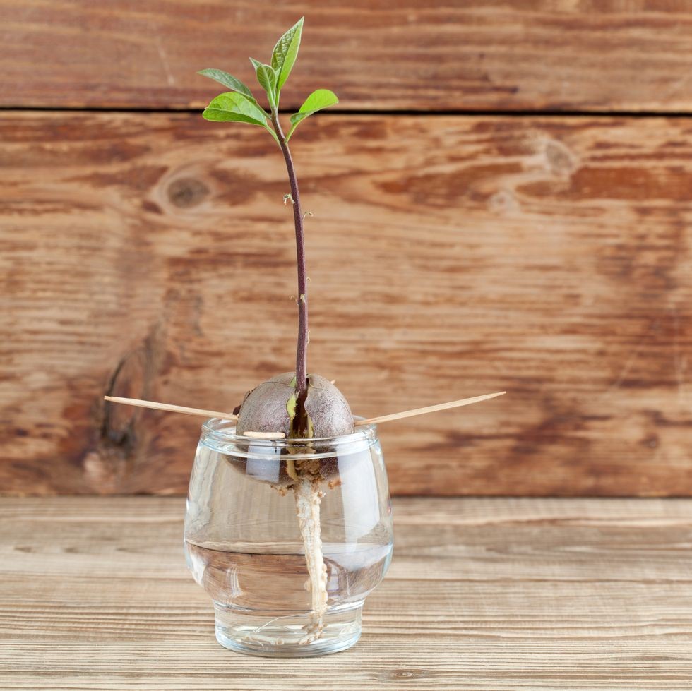 germinarea avocado partea 4