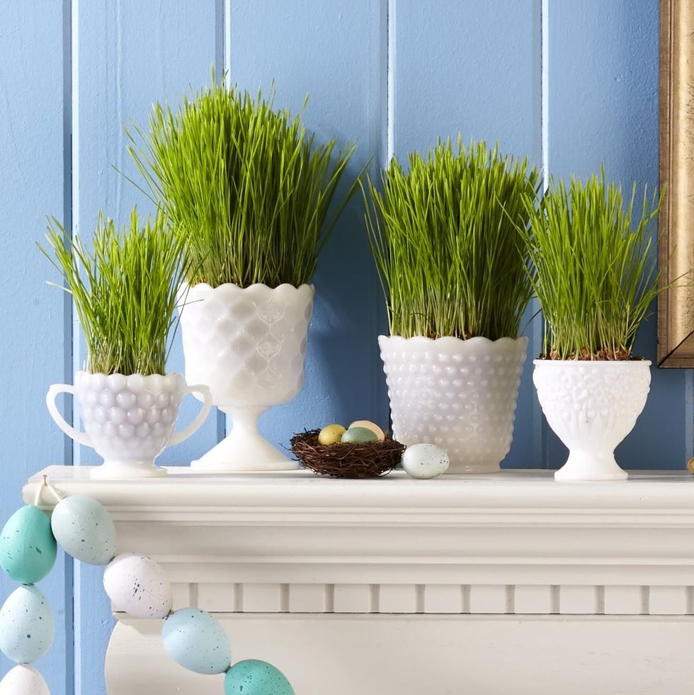 expozitie de semineu de Paste cu iarba care creste din vase de sticla de lapte